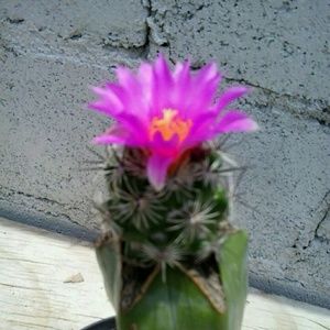 Meet your Posher, Ana