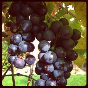 Meet your Posher, Julie