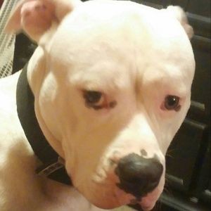 Meet your Posher, Peggy