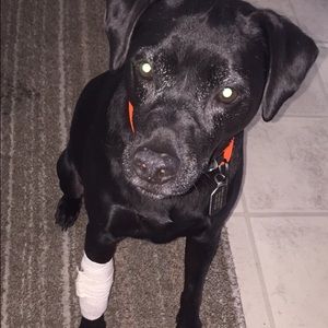 Meet your Posher, Devon