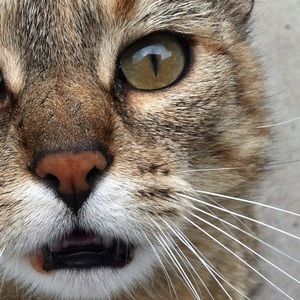 Meet your Posher, Abigail