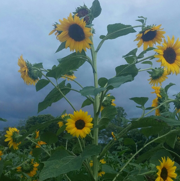 Meet your Posher, Sheila - Picture 2 of 4