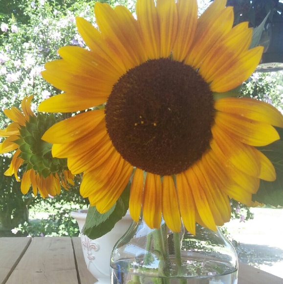 Meet your Posher, Sheila - Picture 3 of 4