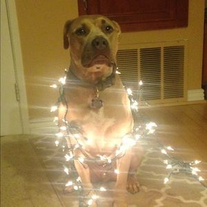 Meet your Posher, Meredith