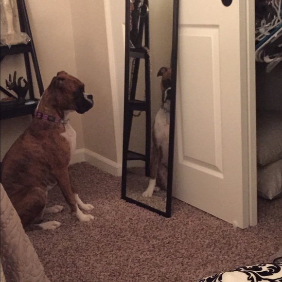 Meet your Posher, Tobi - Picture 1 of 1