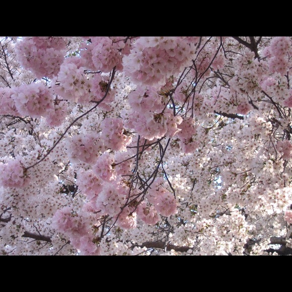 Meet your Posher, Amy - Picture 1 of 1