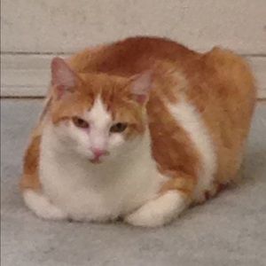 Meet your Posher, Barbie