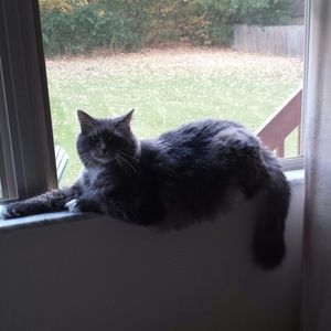 Meet your Posher, Rose