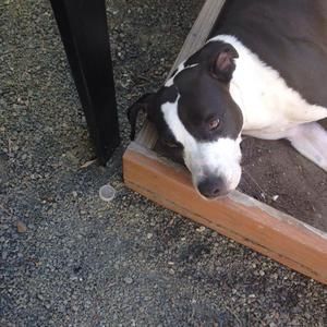 Meet your Posher, Dona