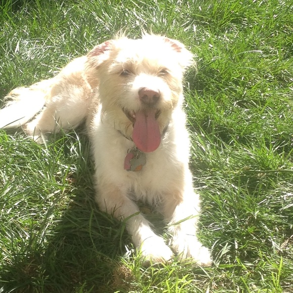 Meet your Posher, Cccc - Picture 2 of 2