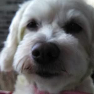 Meet your Posher, Donna