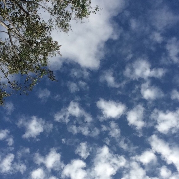 Meet your Posher, Shelby - Picture 1 of 1