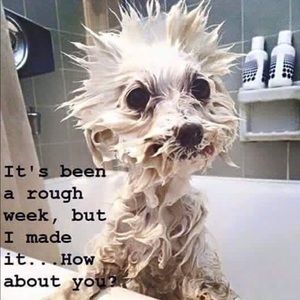 Meet your Posher, Janith