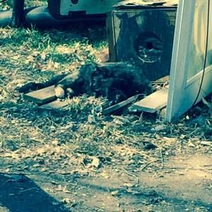 Meet your Posher, Larry