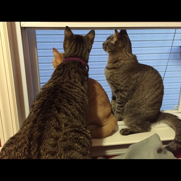 Meet your Posher, Anna - Picture 2 of 4