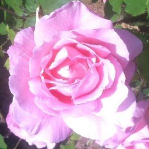 Meet your Posher, Adria