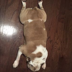 Meet your Posher, Saba