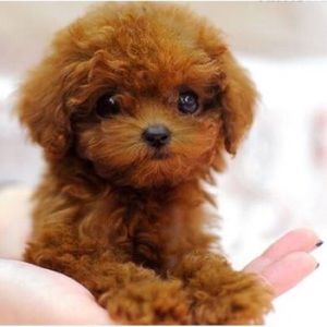 Meet your Posher, Anastasia