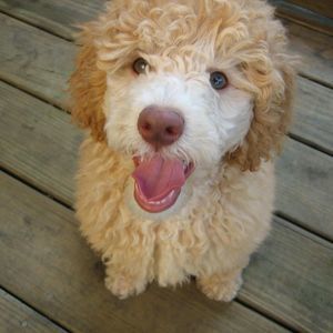 Meet your Posher, Beth