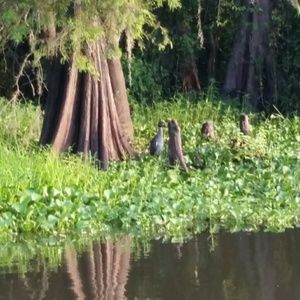 Meet your Posher, Desi