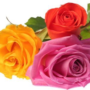 Meet your Posher, Mariarosa