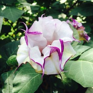 Meet your Posher, Leslie