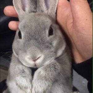 Meet your Posher, Neta