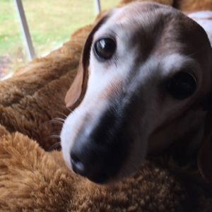 Meet your Posher, Dorothy