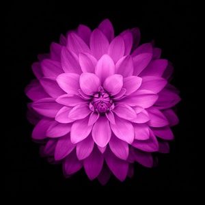 Meet your Posher, Adriana