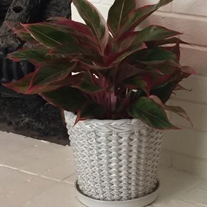 Meet your Posher, Mandy