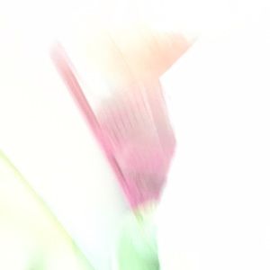 Meet your Posher, Nashali