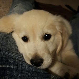 Meet your Posher, Robin