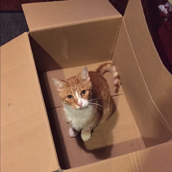 Meet your Posher, Amanda