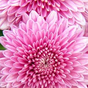 Meet your Posher, Wenly