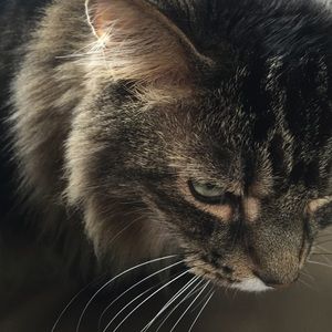 Meet your Posher, Susie