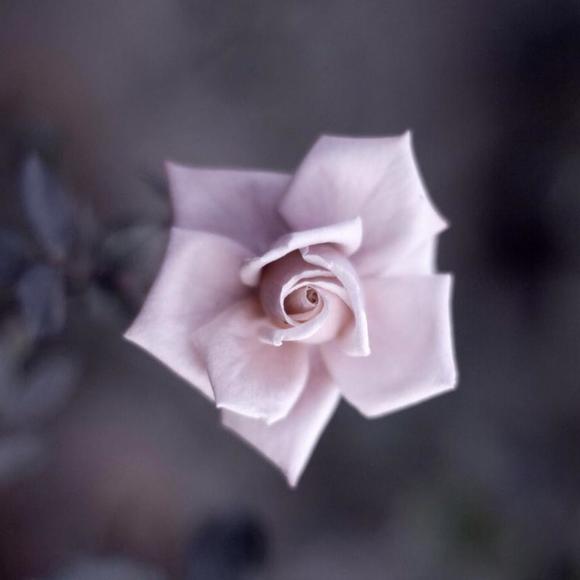 Meet your Posher, Trudi