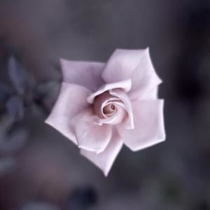 Meet your Posher, Trudi