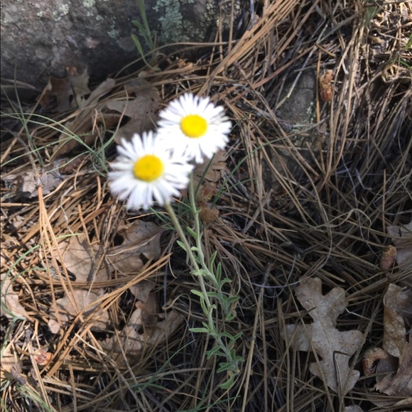 Meet your Posher Vikki Rose❤️get to know me ✨ - Picture 6 of 7