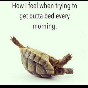 Meet your Posher, Ladi