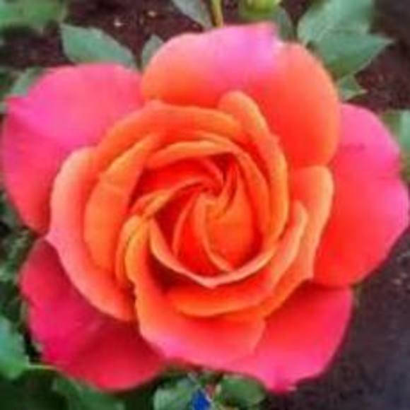 Meet your Posher, Rose - Picture 1 of 1