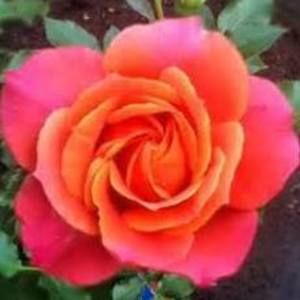 Meet your Posher, Rose