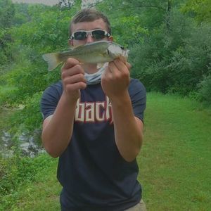 Meet your Posher, Griffin