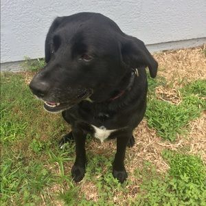 Meet your Posher, Bella