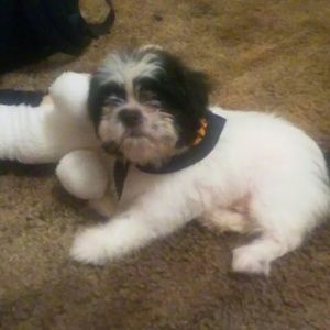 Meet your Posher, Laura