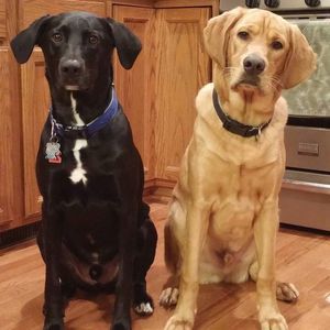 Meet your Posher, Brandi