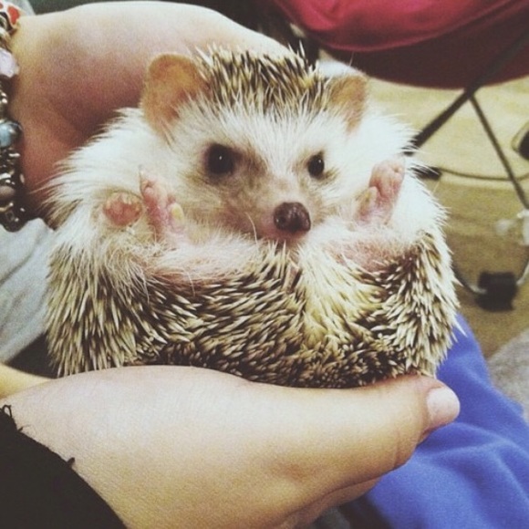 RIP to my sweet Fiona :(