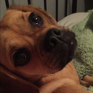 Meet your Posher, Maggie