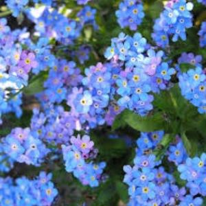 Meet your Posher, Emmy