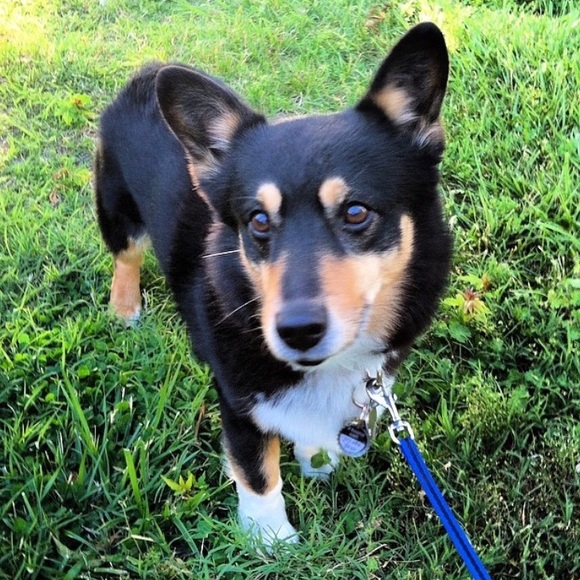 Meet your Posher, Rach - Picture 3 of 3