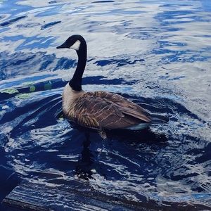 Meet your Posher, Sydney